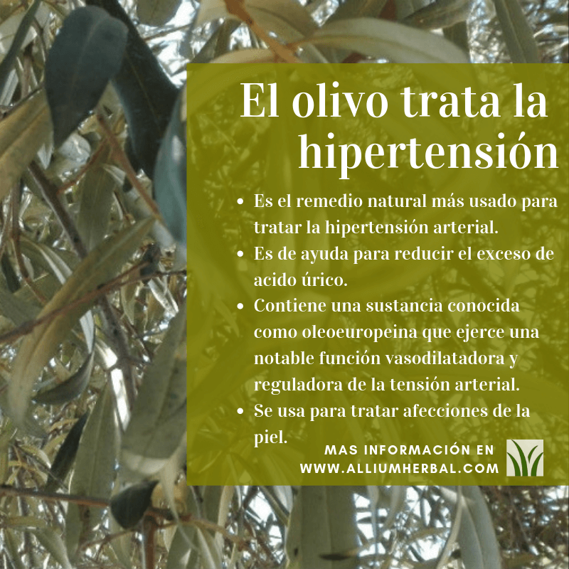 El olivo y sus hojas, trata la hipertensión arterial