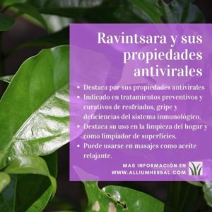 Ravintsara, aceite esencial de alcanforero con propiedades antivirales